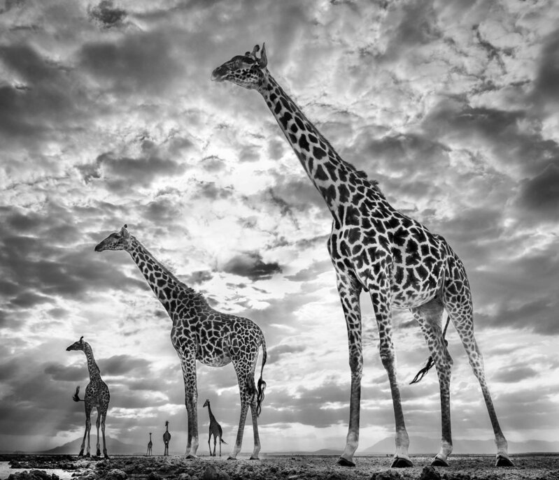 David Yarrow, ‘Keeping Up with the Crouches’, 2016, Photography, Archival Pigment Print, Preiss Fine Arts