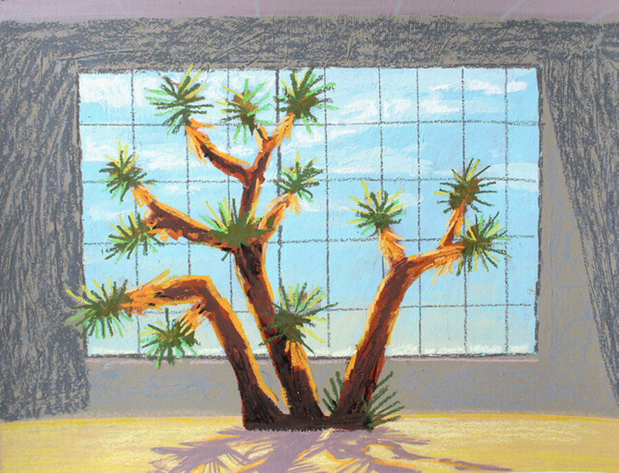 Joshua Tree in Window