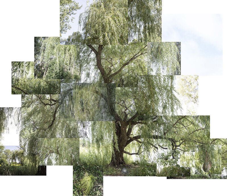 Terry Evans, ‘Willow Tree, September,’, 2020, Photography, Archival pigment print, Yancey Richardson Gallery