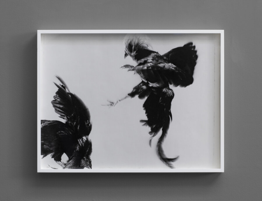 Game Fowl (274-41), Maryland