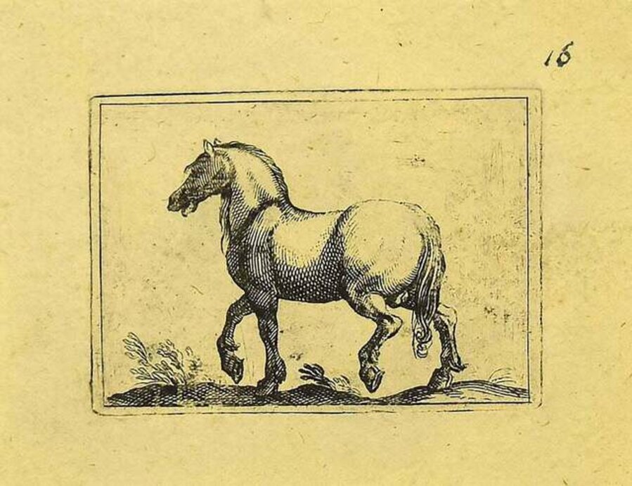 The Horse