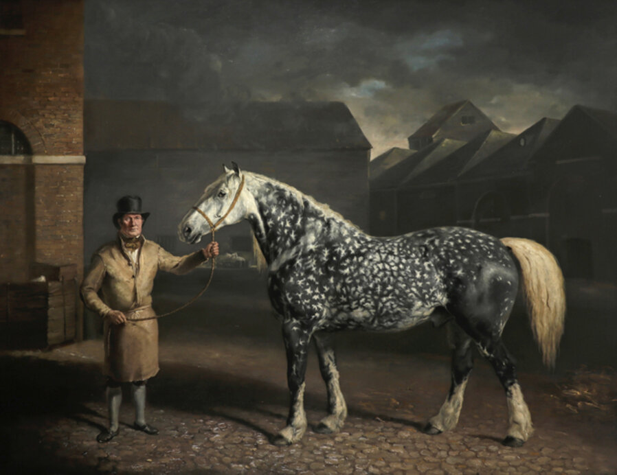 Portrait of a Percheron and his groom at the Simonds brewery, Reading