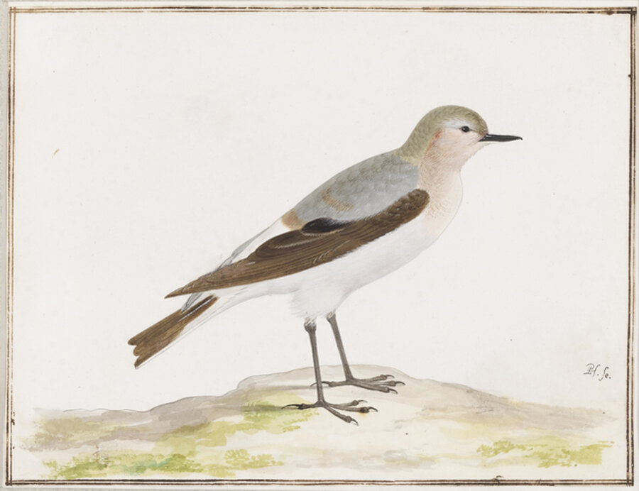 Northern Wheatear