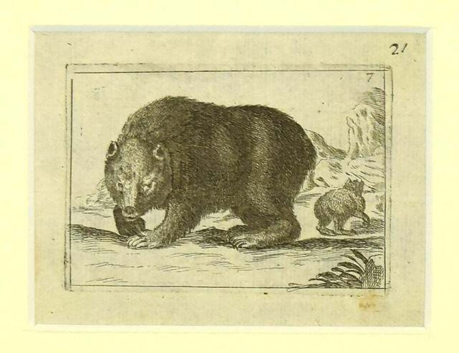 Bear