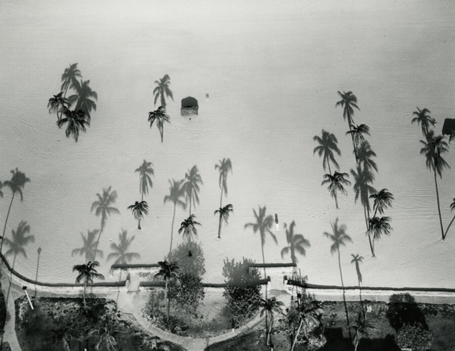 Palm Trees, Miami, Florida