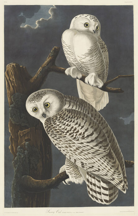 Robert Havell after John James Audubon, ‘Snowy Owl’, 1831