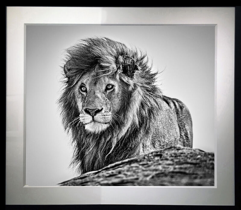 David Yarrow, ‘The Cure’, 2020, Photography, Archival Pigment Print, Samuel Lynne Galleries