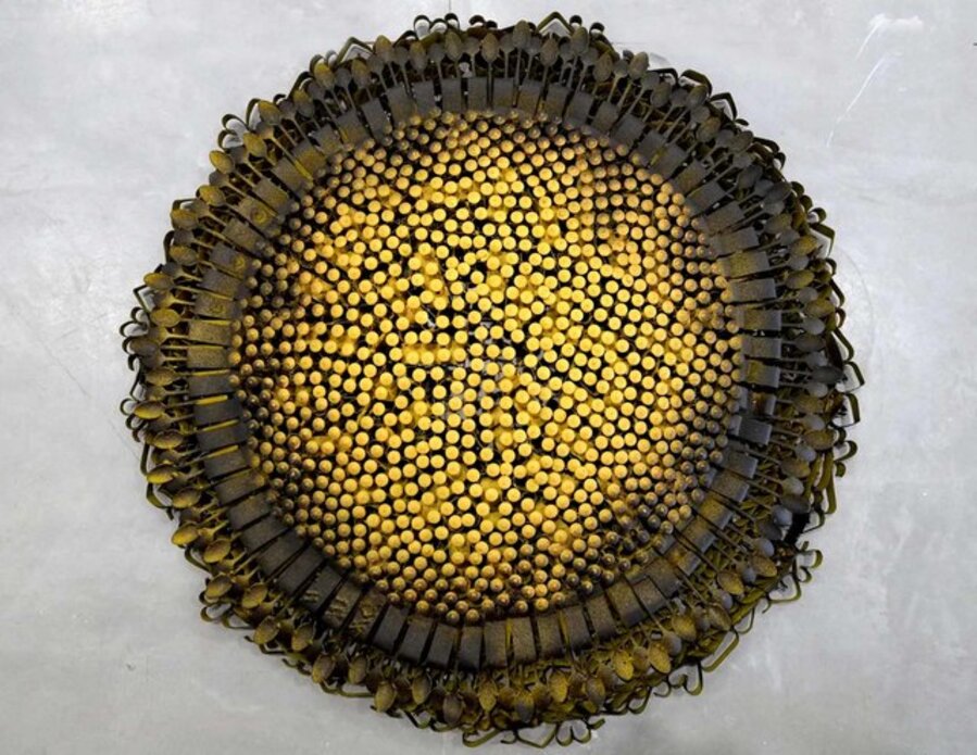 Medium Sunflower II