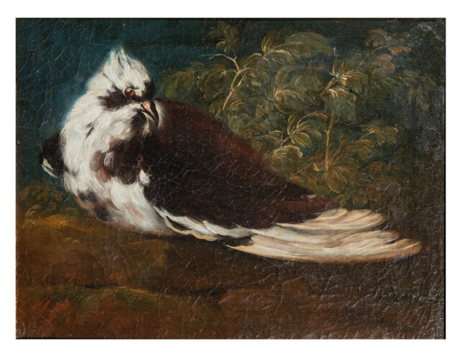 Living nature with pigeon