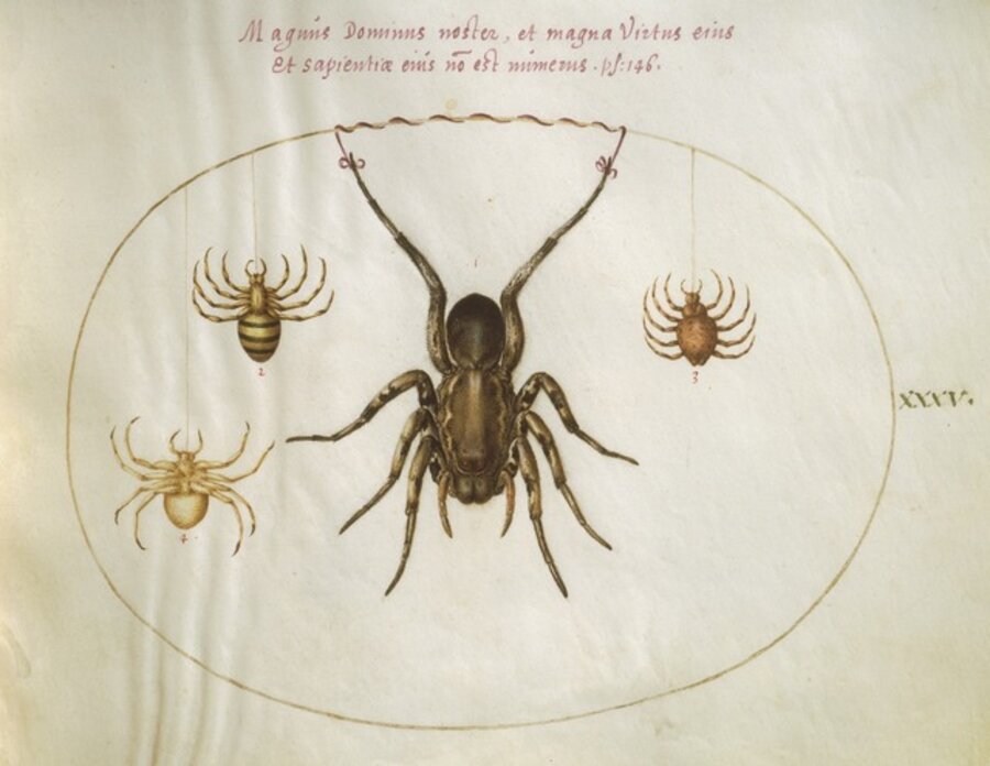Animalia Rationalia et Insecta (Ignis): Plate XXXV