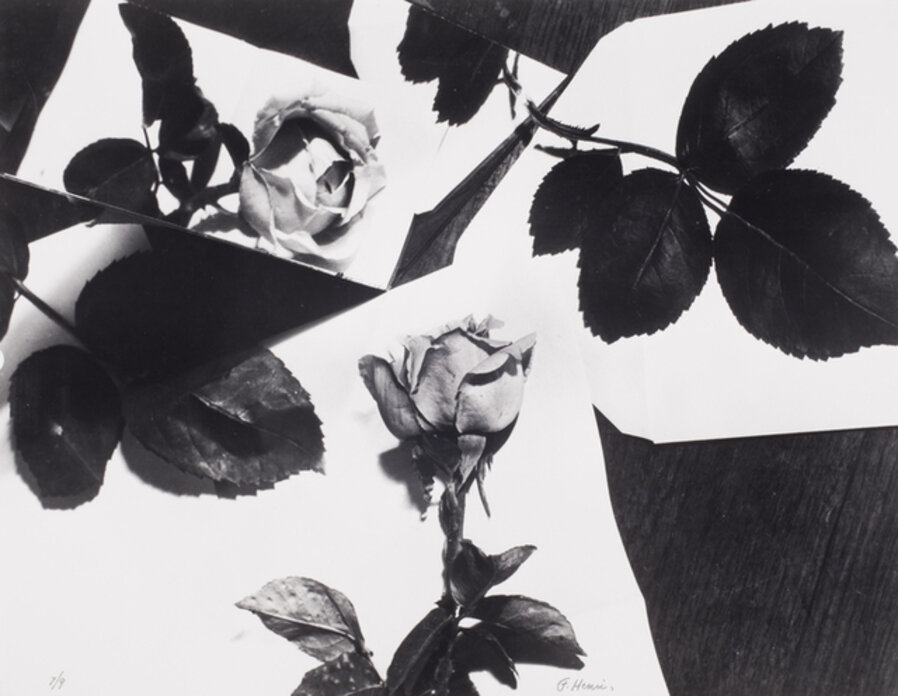 Nature Morte (Roses)