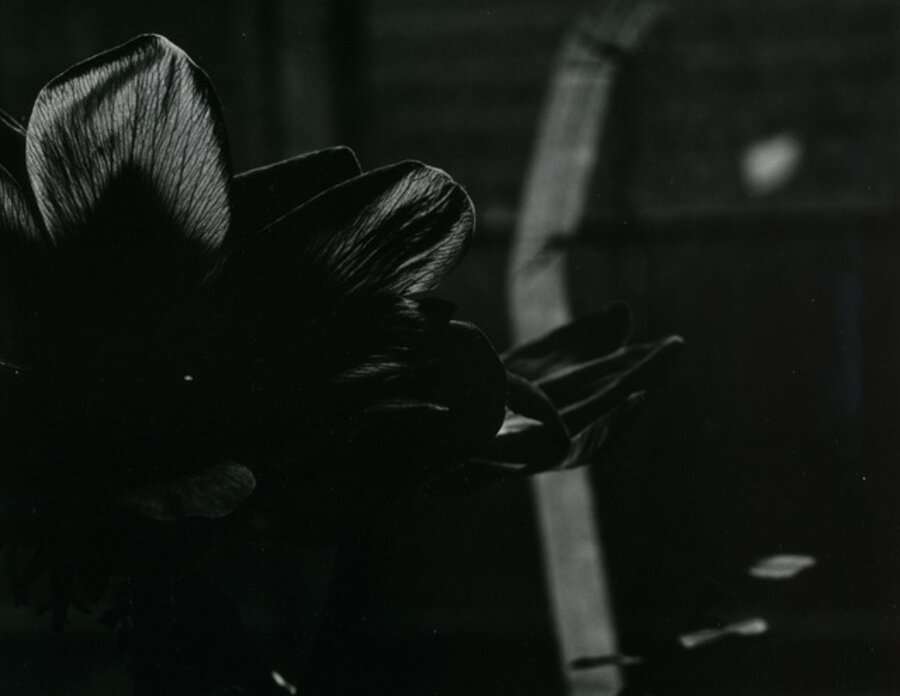 Untitled (Flower in Darkness)