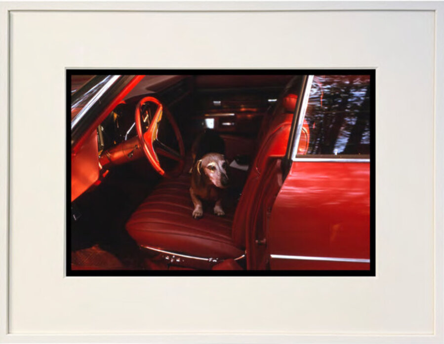A Dog's Life, 1973