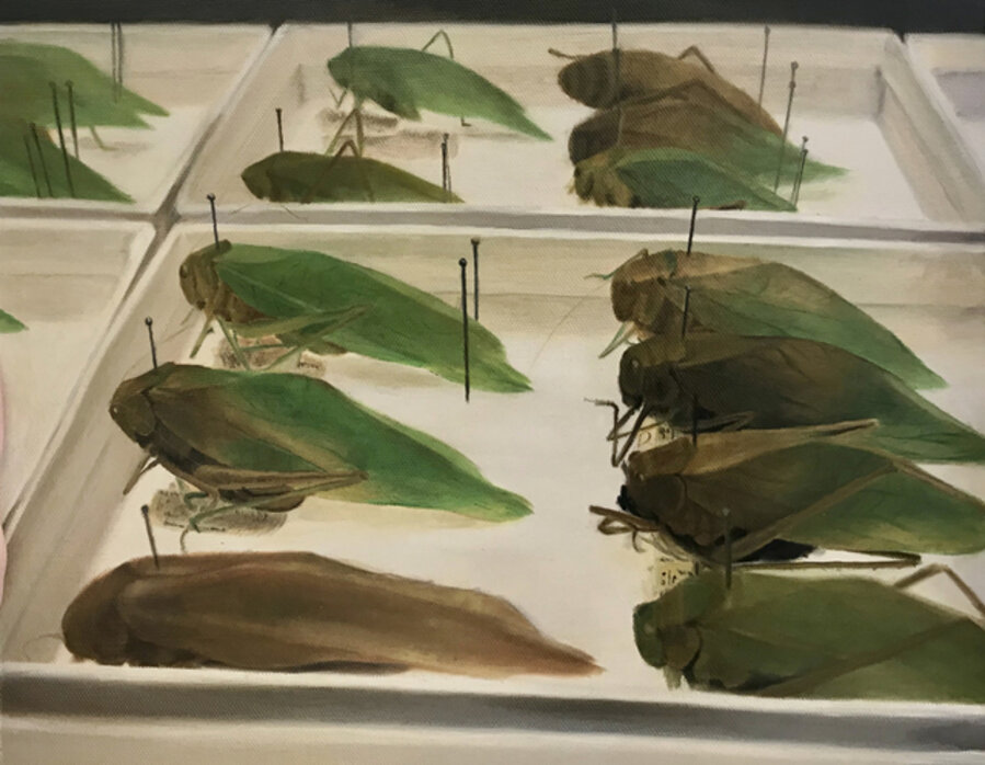 Study of Katydids