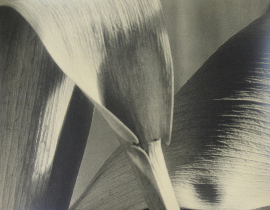 Untitled (detail of leaves)