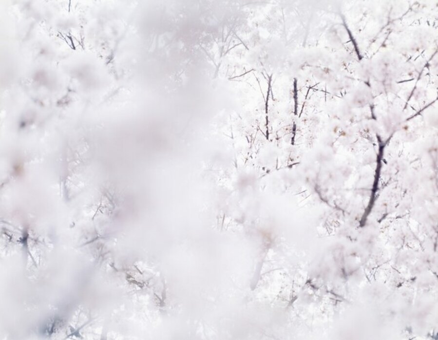 SAKURA 07,4-1