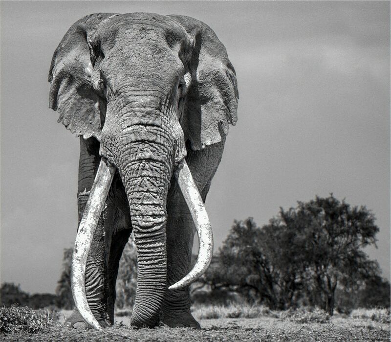 David Yarrow, ‘Colossus, Amboseli, Kenya’, 2018, Photography, Archival Pigment Photograph, Holden Luntz Gallery