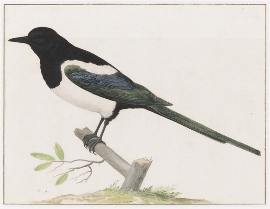A Magpie
