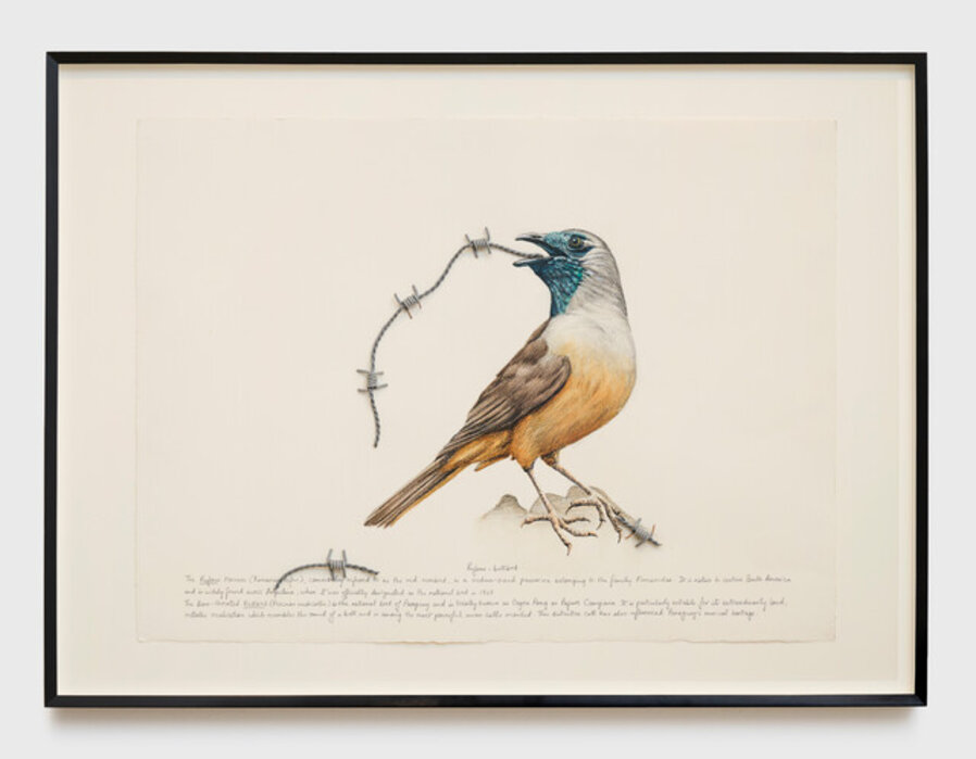 Hyphenated Lives (Rufous- bellbird)