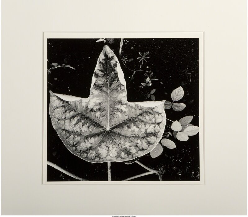 Brett Weston, ‘Leaf and Rain Drops (from Hawaii)’, 1979, Photography, Gelatin silver, Heritage Auctions