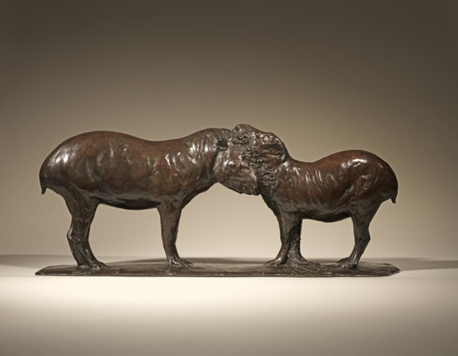 A pair of Tapirs