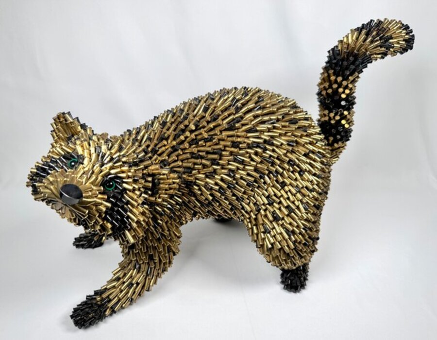 Raccoon Standing
