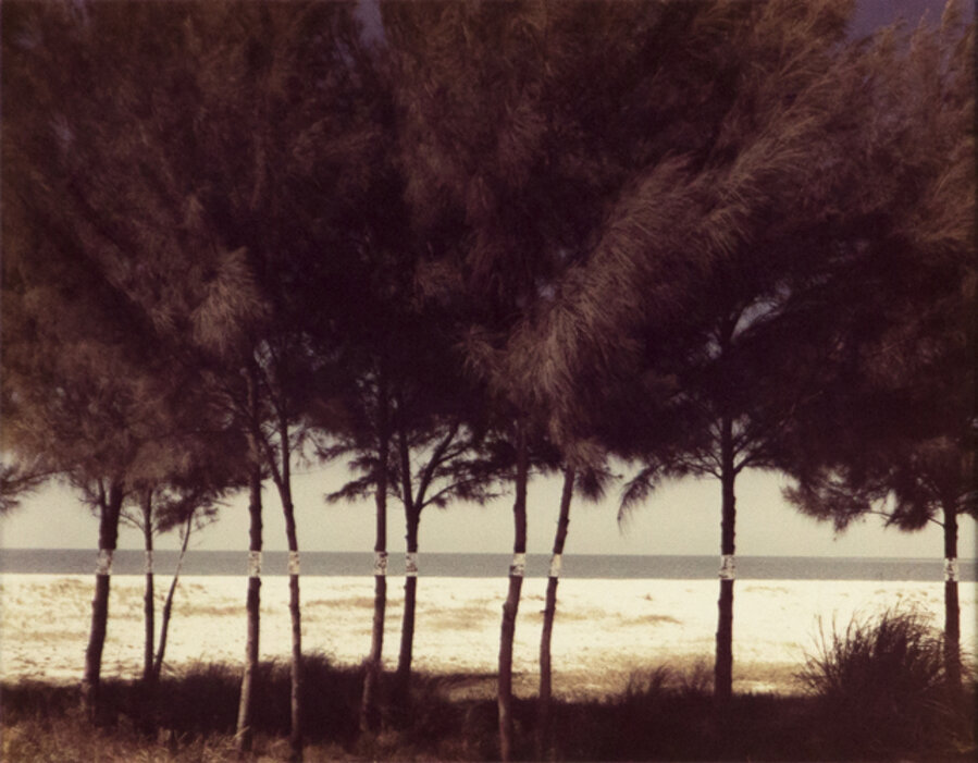 Australian Pines, Fort DeSoto, Florida (February 1977)