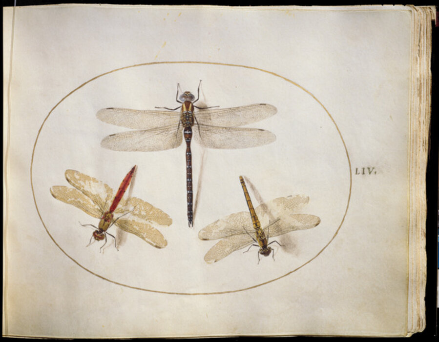 Animalia Rationalia et Insecta (Ignis): Plate LIV
