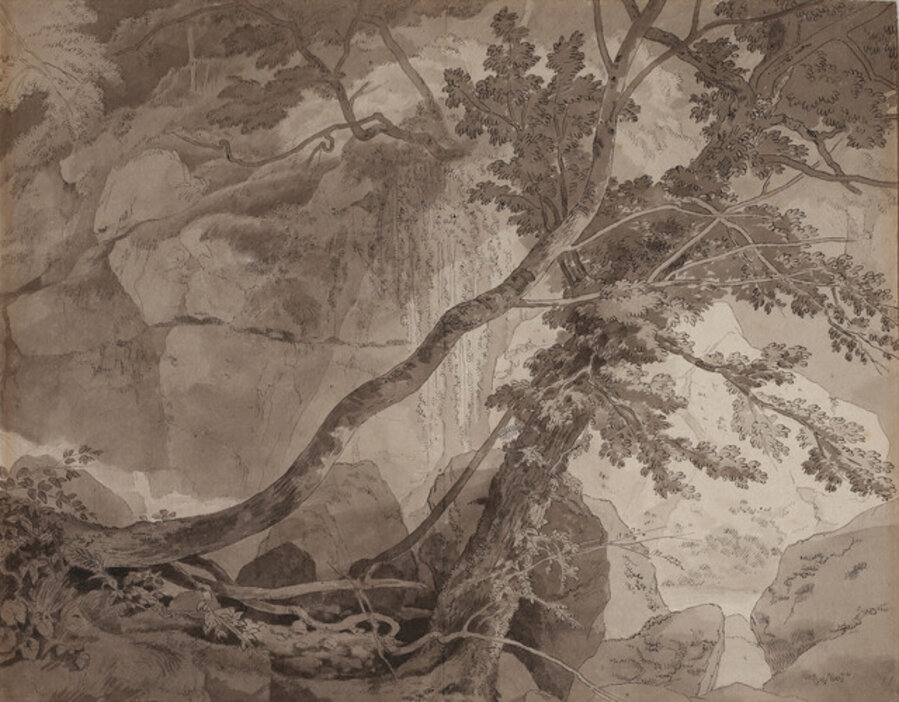 Trees in a rocky landscape , probably Peamore near Exeter, Devon
