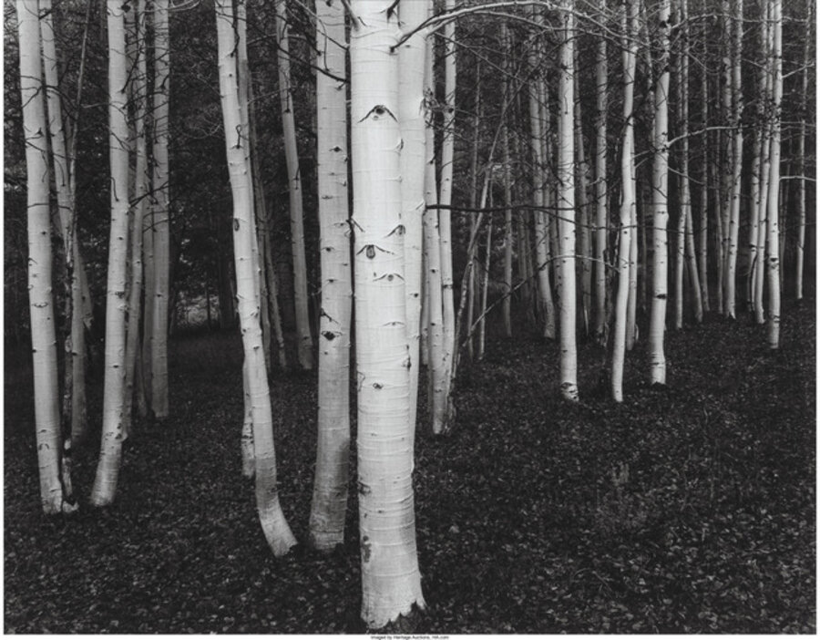 Ten Photographs of Nature