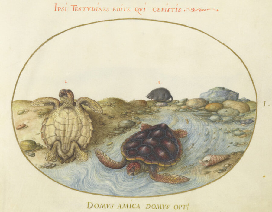 Animalia Aqvatilia et Cochiliata (Aqva): Plate I