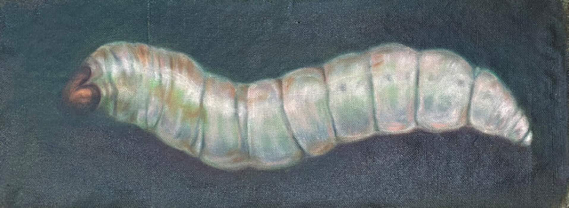 Worm