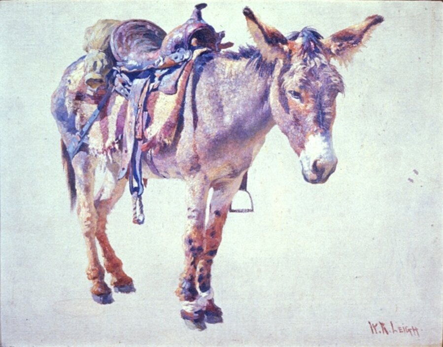 Navaho Burro