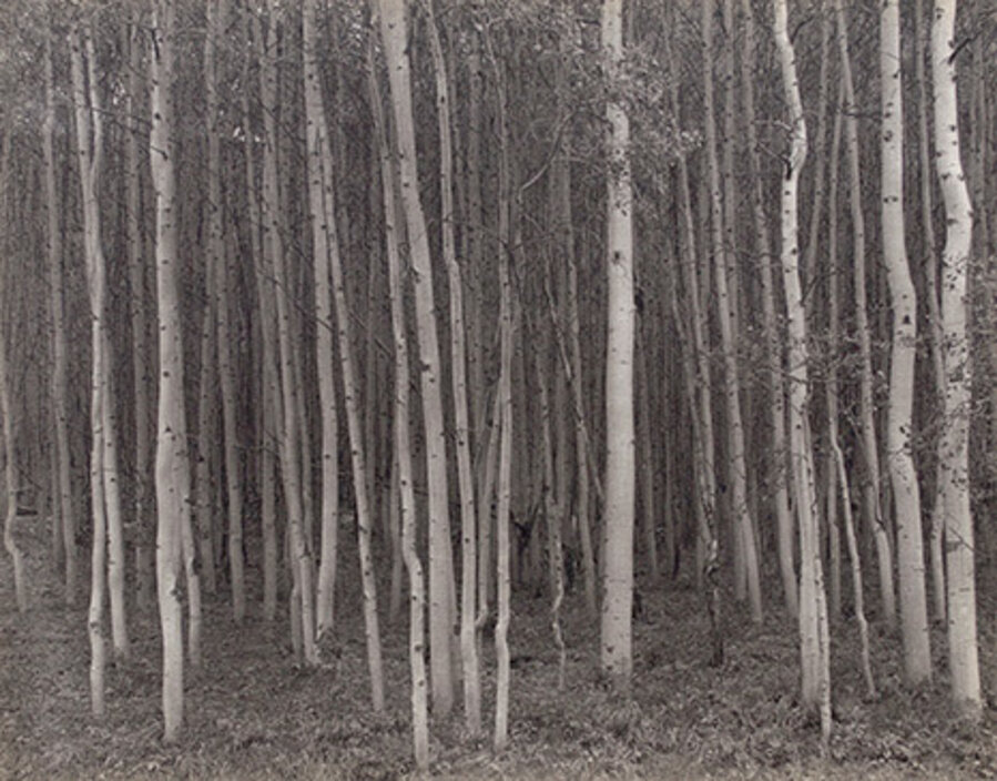 Aspen Grove, Aspen, CO