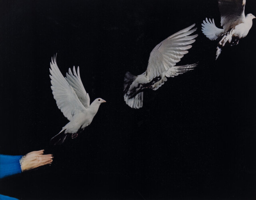 Pigeon Release
