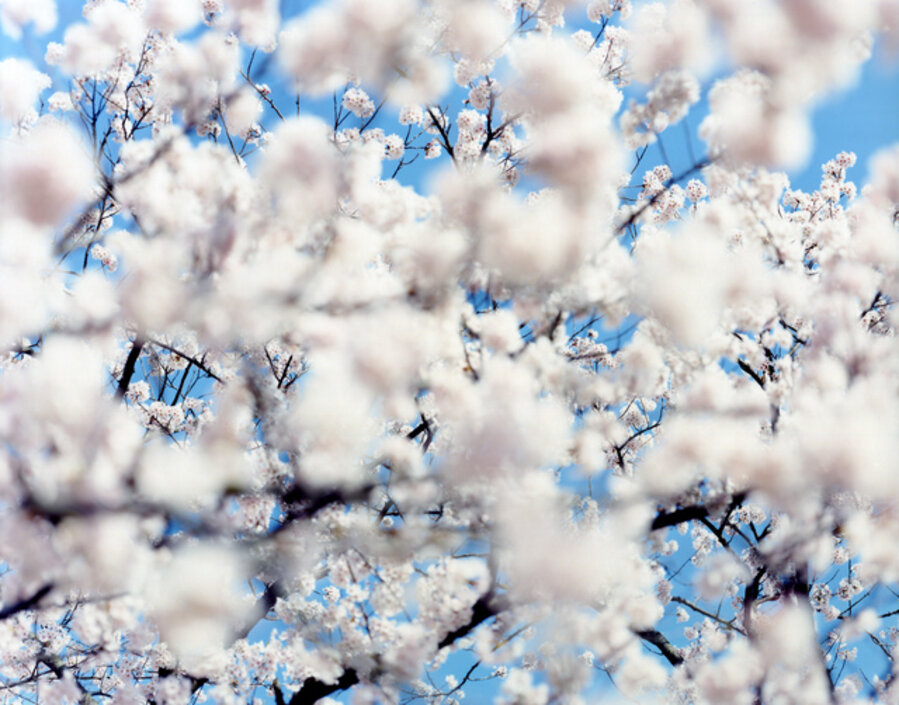 SAKURA 07, S-49