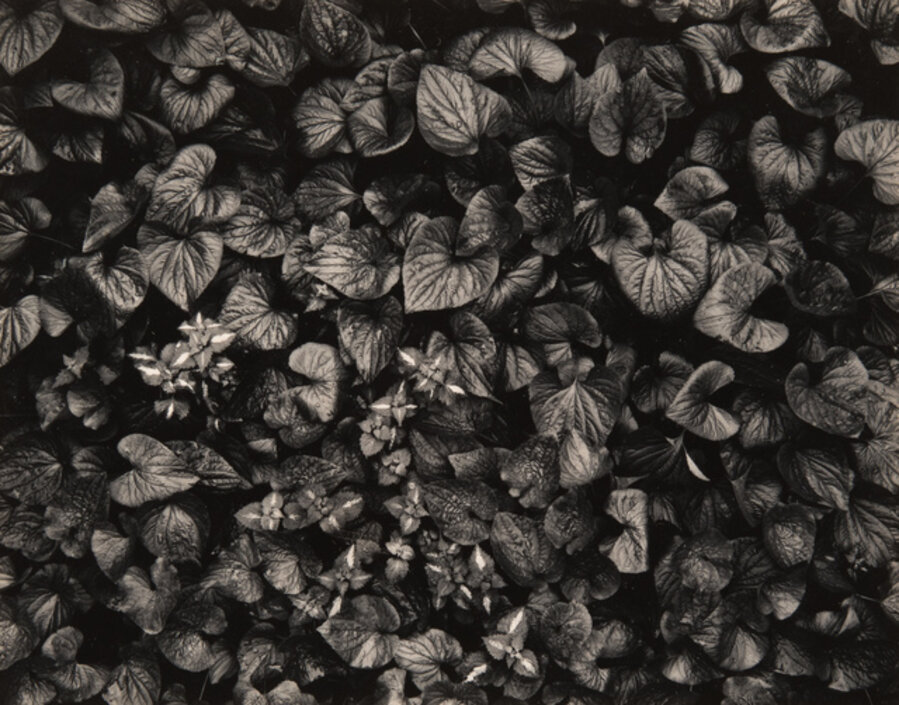 Untitled (Foliage)