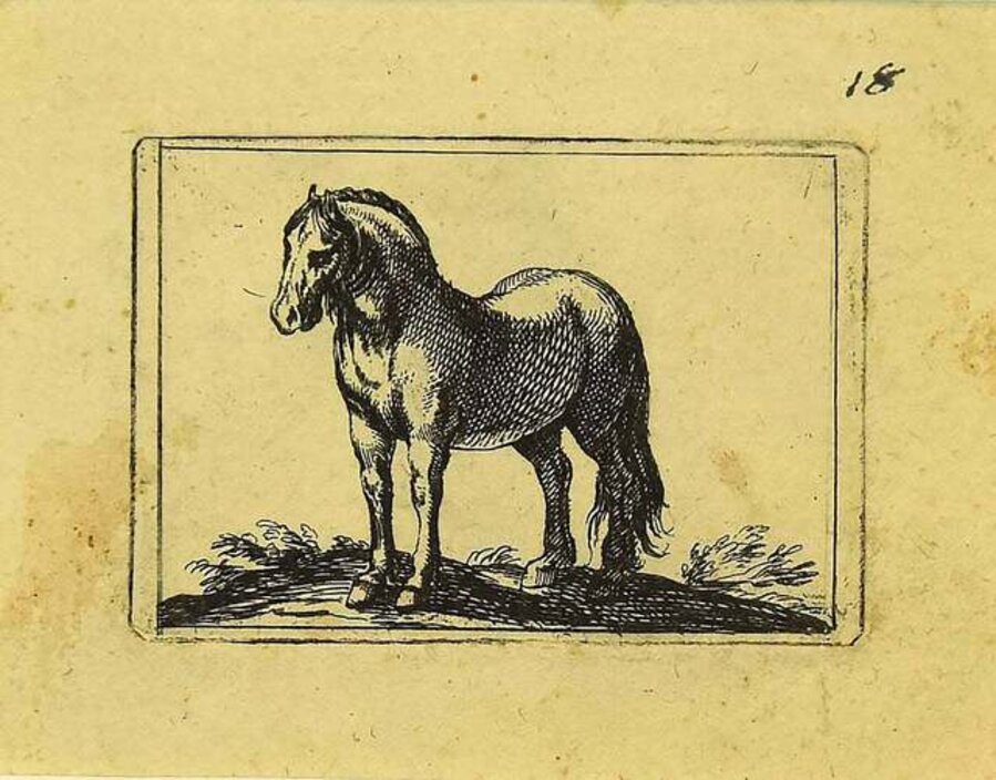 The Horse