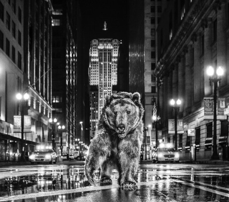 David Yarrow, ‘Chicago Bears’, 2019, Photography, Archival Pigment Print, Hilton Contemporary