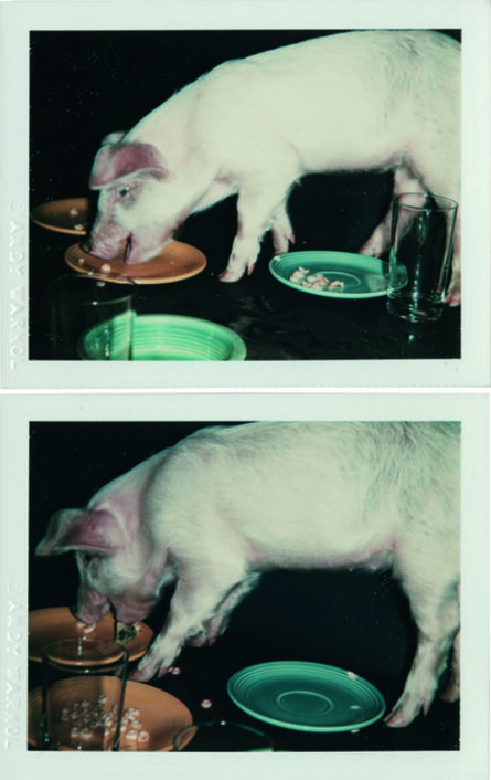 Andy Warhol, ‘Fiesta Pig’, 1979