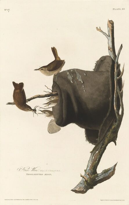 Robert Havell after John James Audubon, ‘House Wren’, 1830