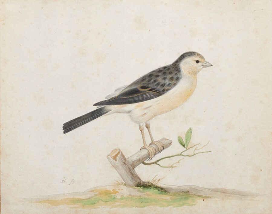European Serin