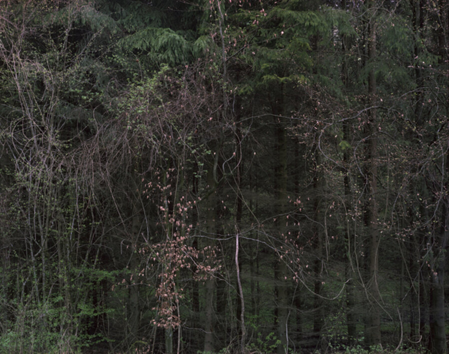 Sans-titre (Sous-bois)