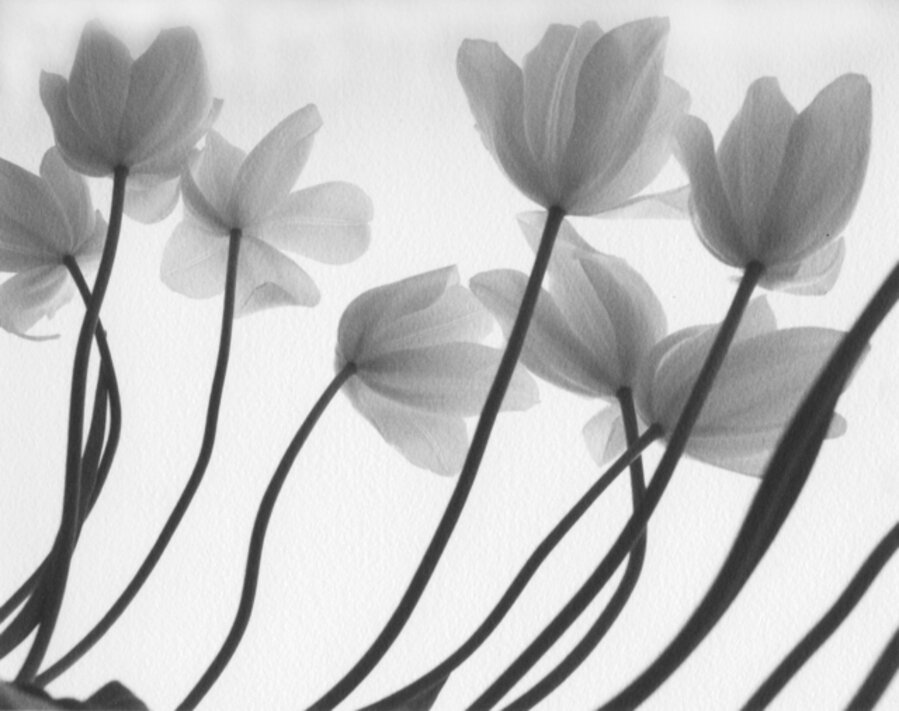 White Tulips
