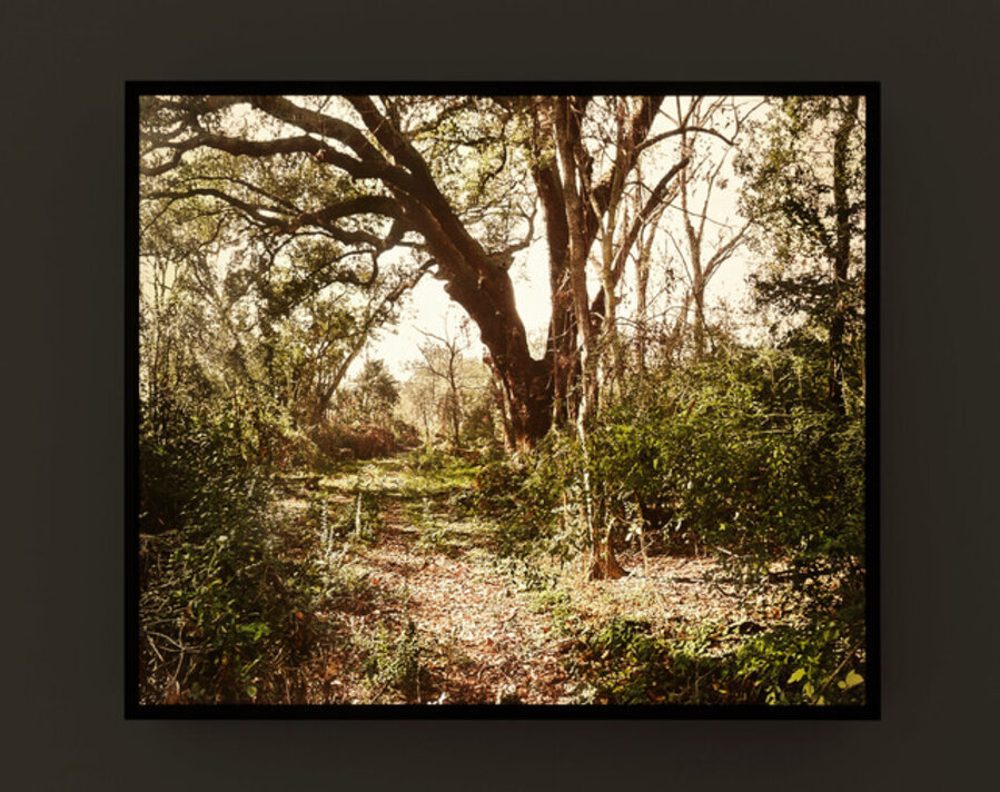 Lynching Tree