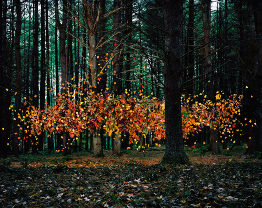Leaves no. 1, Napanoch, New York