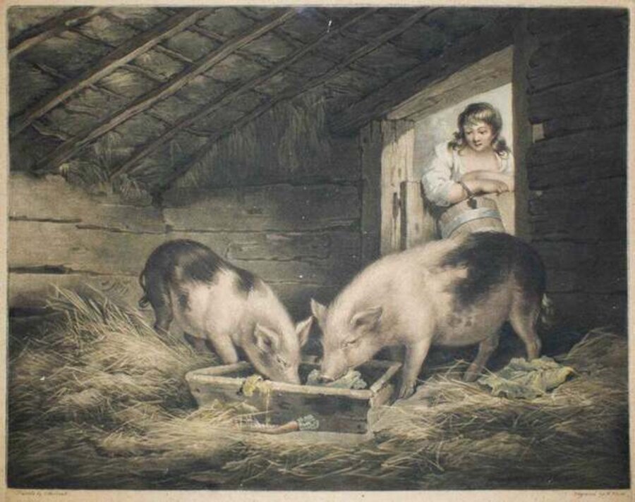 Girls and Pigs