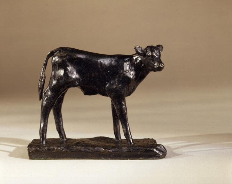 Calf, Genisse