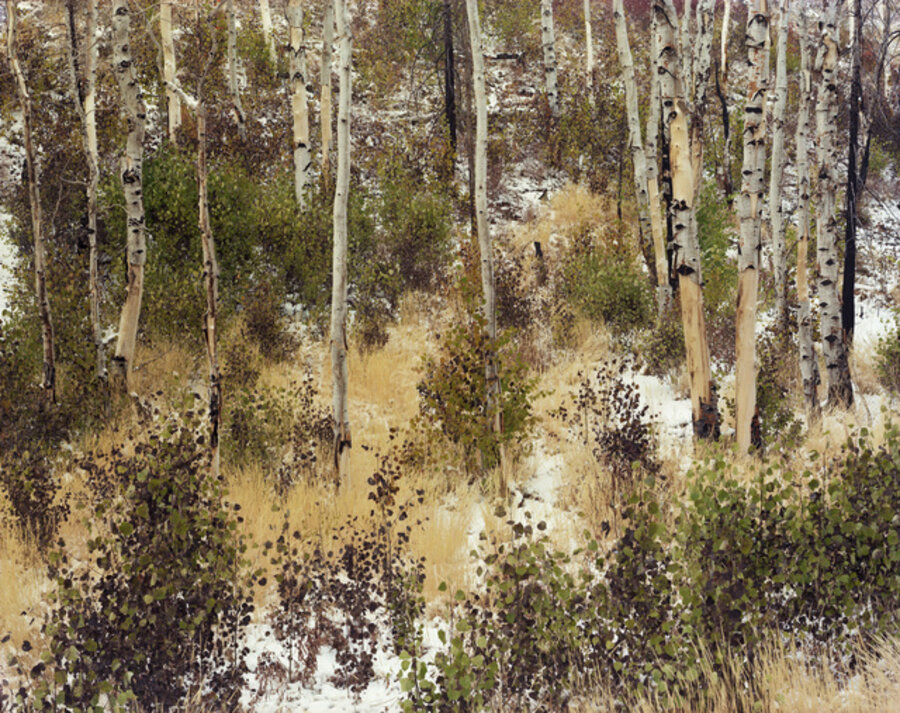 Late Fall (Aspens)
