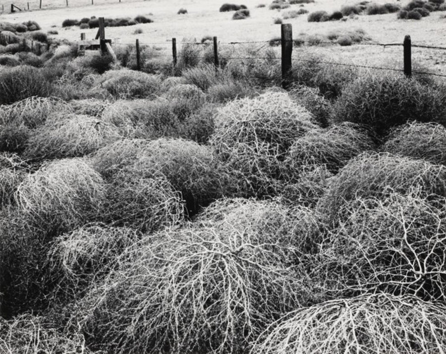 Tumbleweed, San Ardo, California